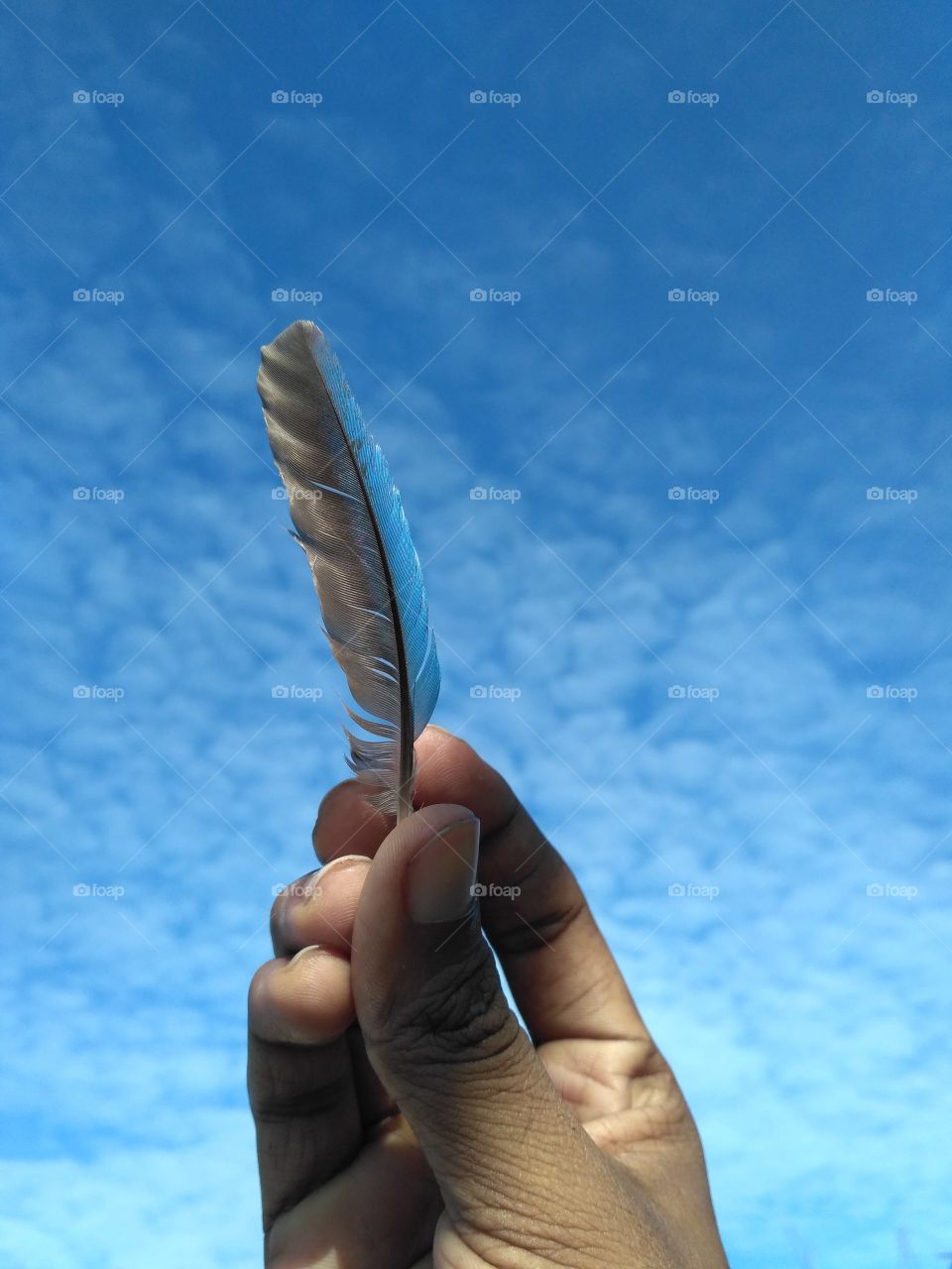 Kingfisher Feather