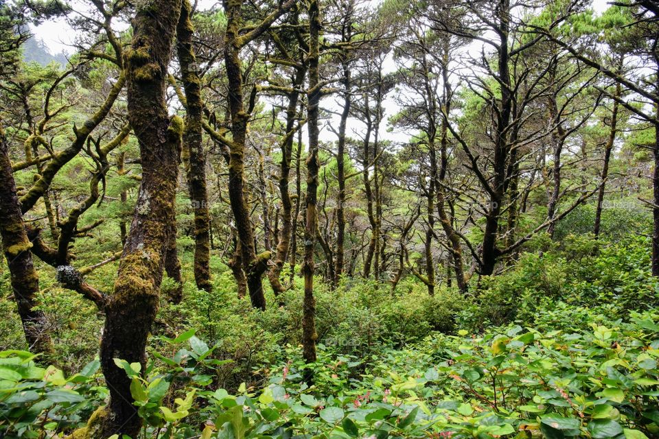 Oregon woods