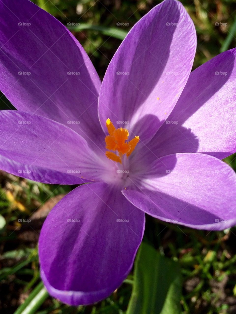 Purple Petals