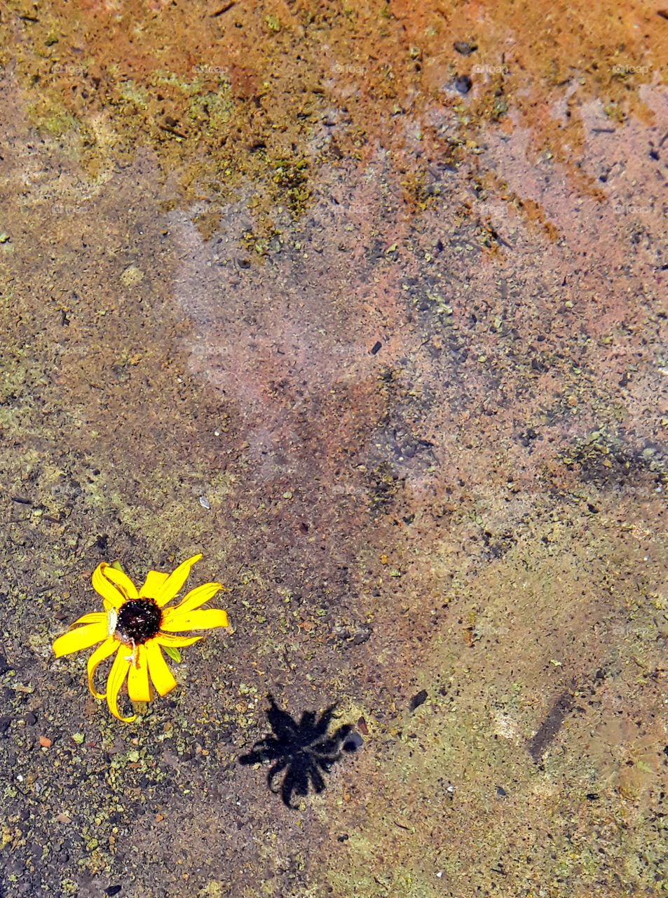 Yellow flower on the water