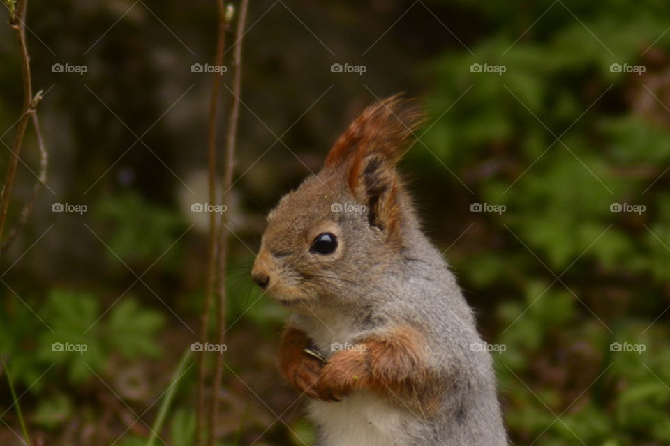 Close-up of squirrel