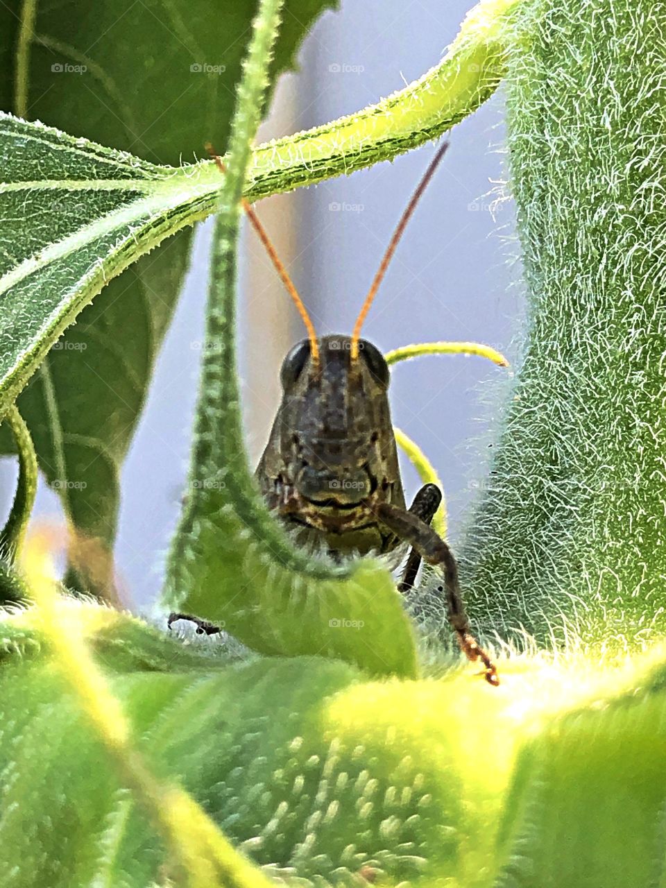Grasshopper face