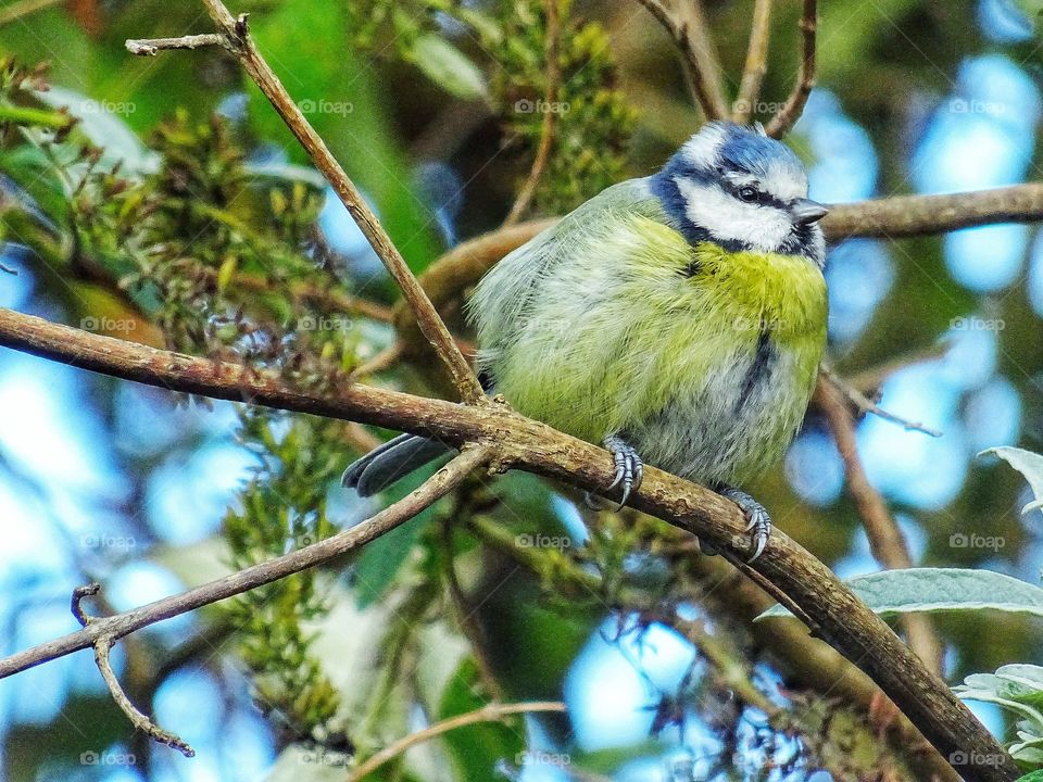 Bluetit in the tree