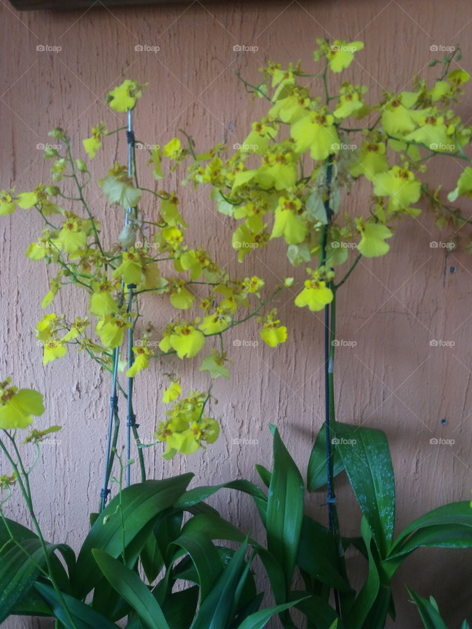 golden orchids