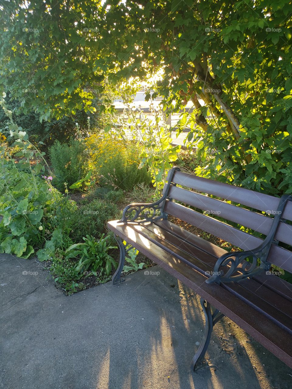 Park bench in sunshine