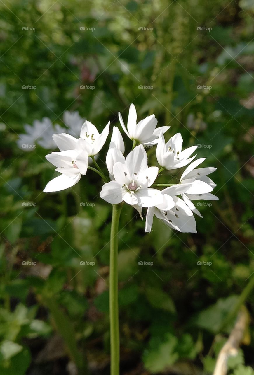 flowers and plants