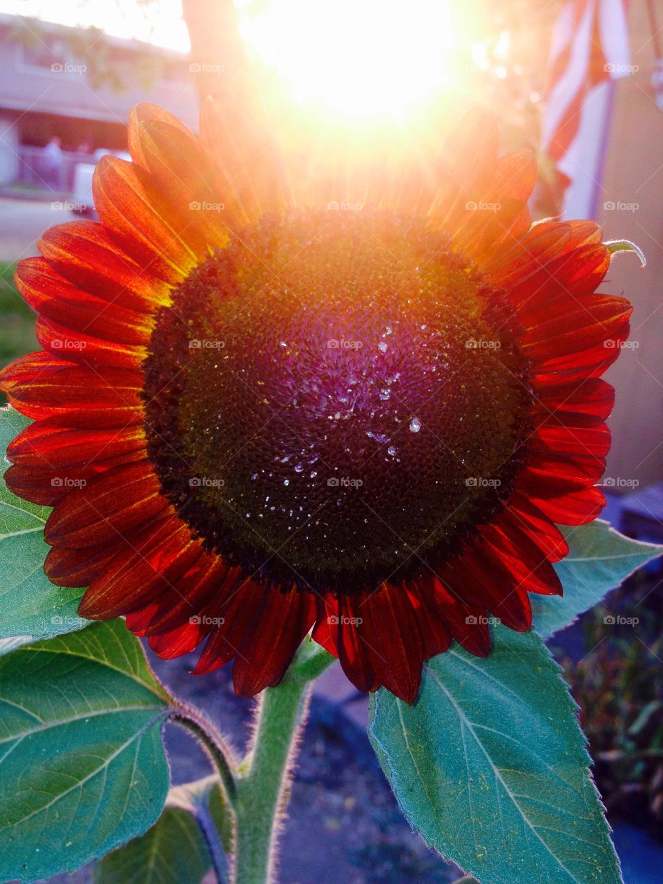 Sun sunflower. 