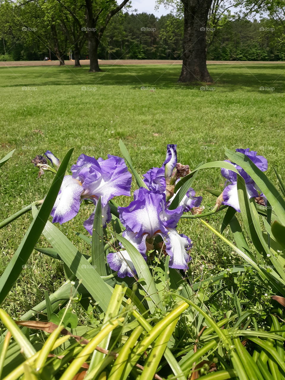 Purple & White Daffodils