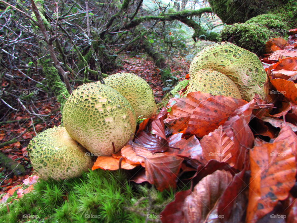 common earthballs, poisonous fungi mixing with fallen red leaves