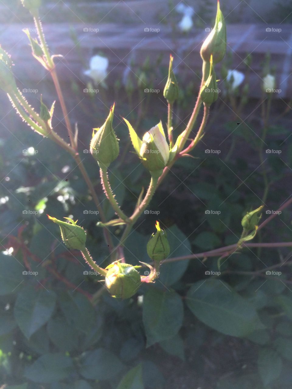 Roses in bloom