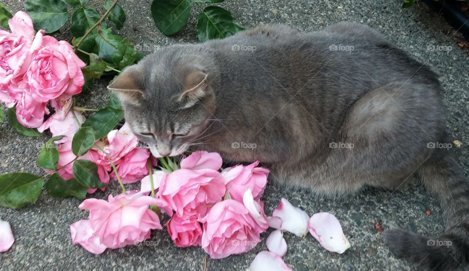 Fluffy grey colored pet cat posing in pink roses and petals outside.