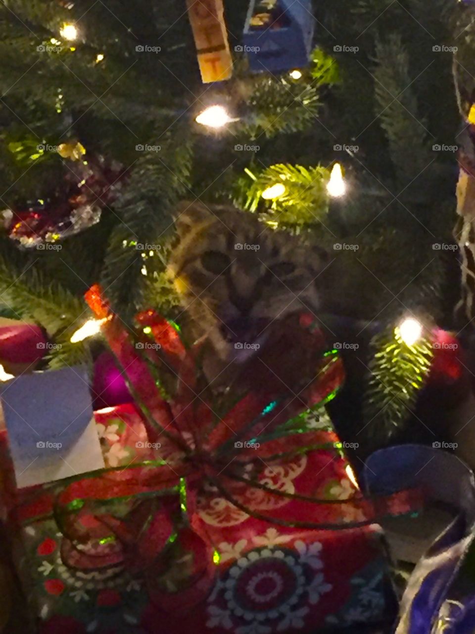 Cat in the Christmas Tree