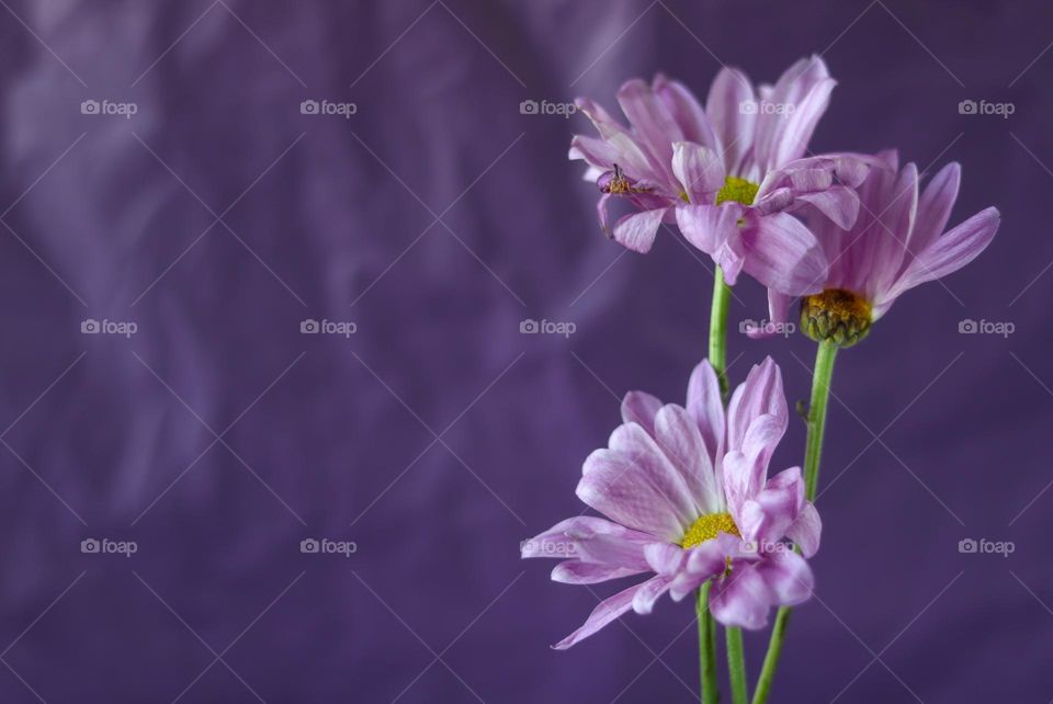 Purple Flowers