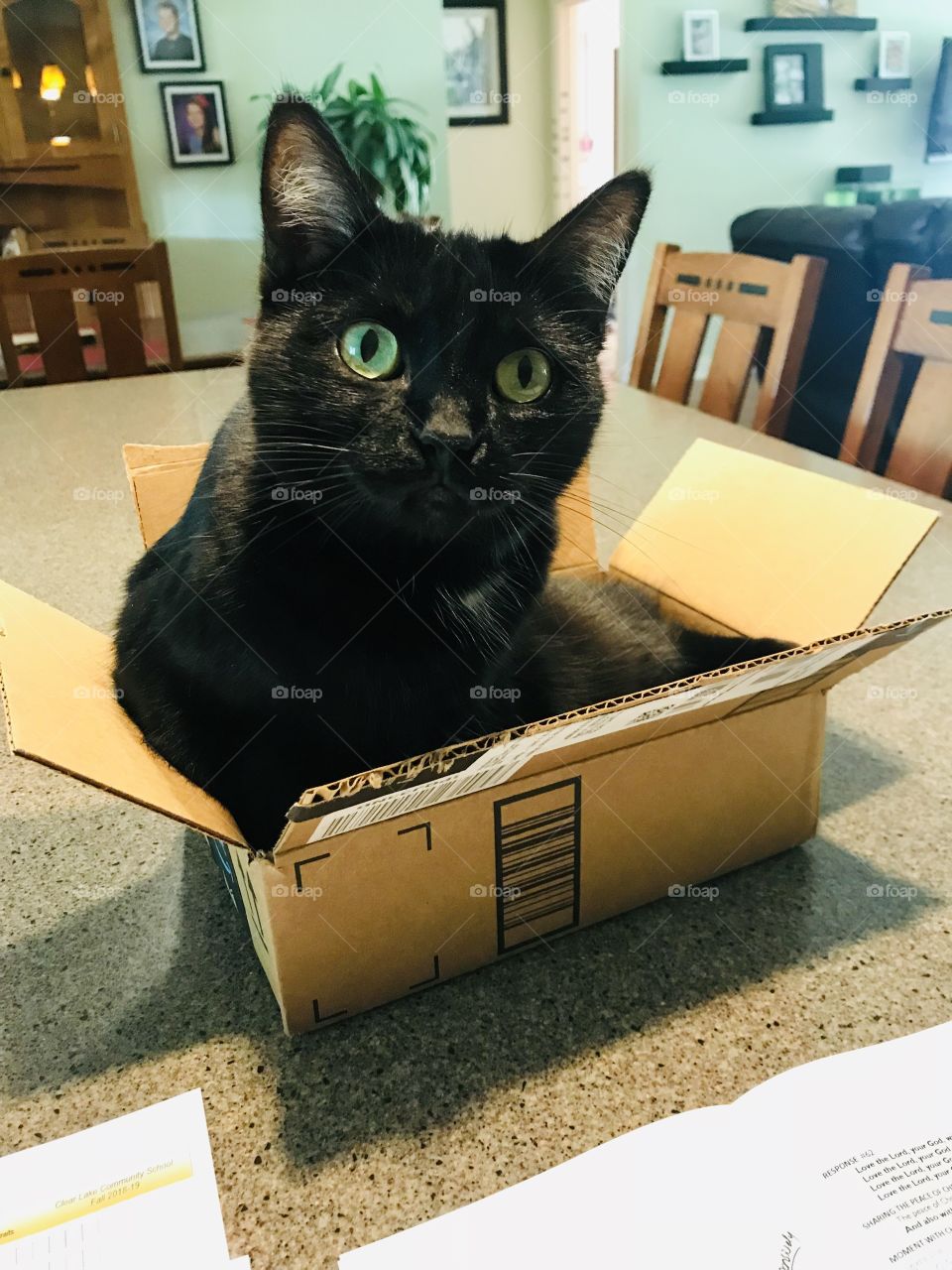 Darling black kitty enjoying her favorite spot at home...in a box on top of the countertop right by Mom! 