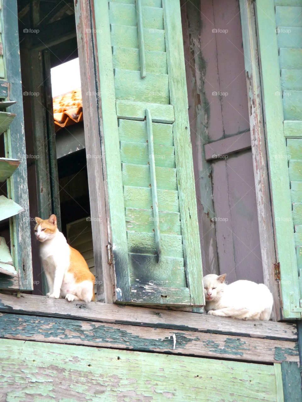 Window with cats