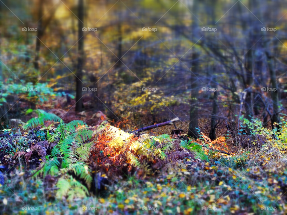 woodland sunlight forest glade by SirBluto