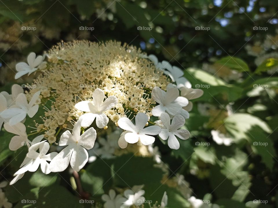 Viburnum opulus, the guelder-rose or guelder rose is a species of flowering plant in the family Adoxaceae (formerly Caprifoliaceae)