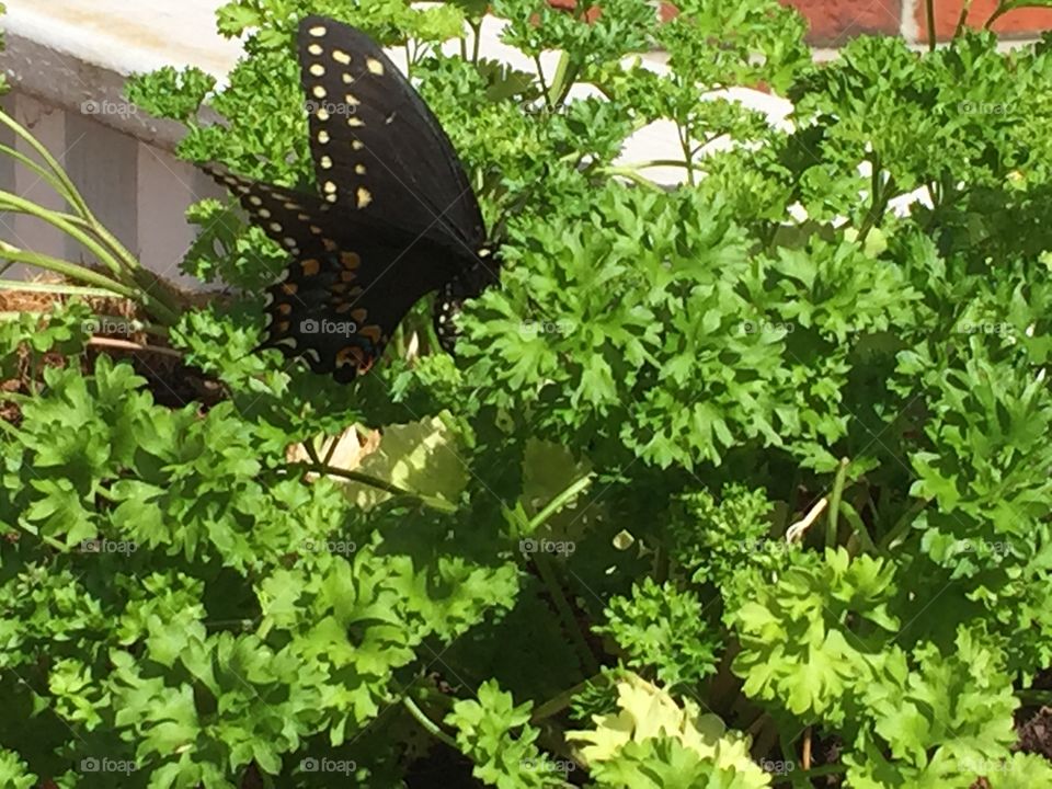 Butterfly on Parsley. This was a butterfly that we saw climbing on and eating our parsley plant. 