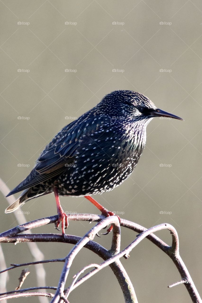 Starling