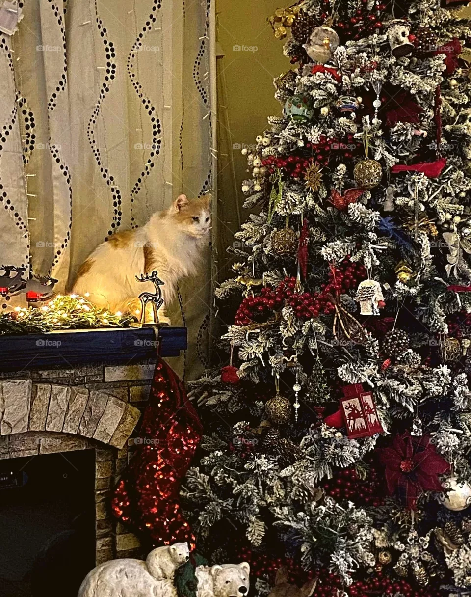 Spenser's Christmas