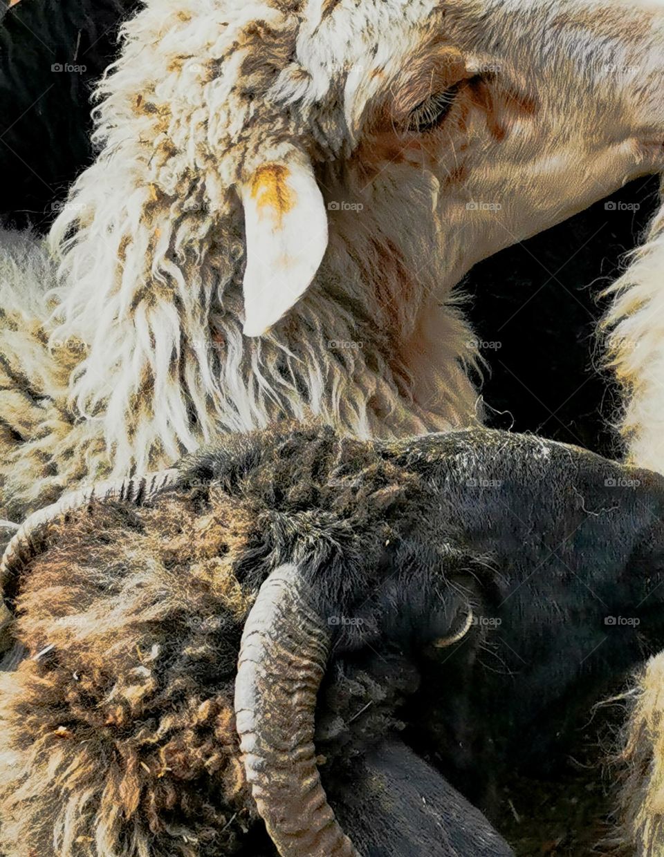 photography of animals