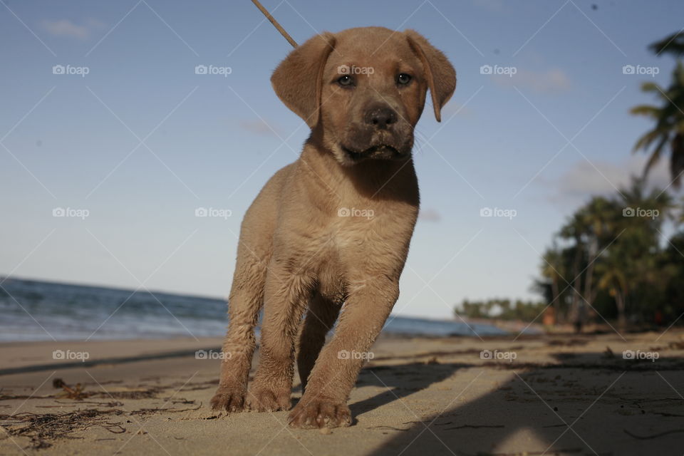 Puppy on the beach. young little dog on a leash on the sandy beach