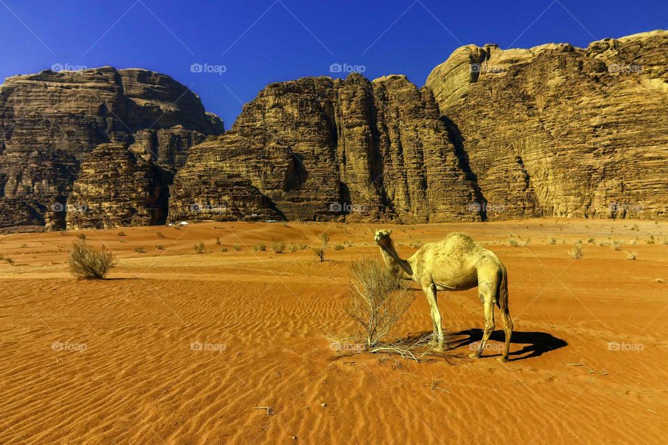 Camel in the Desert of Wadi Rum Jordan