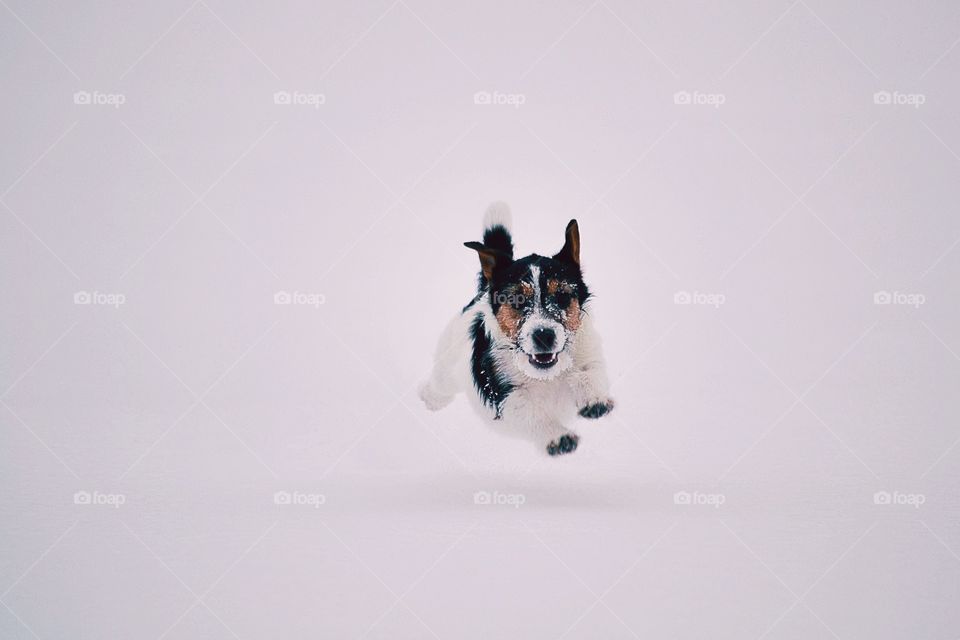 Running dog in the snow