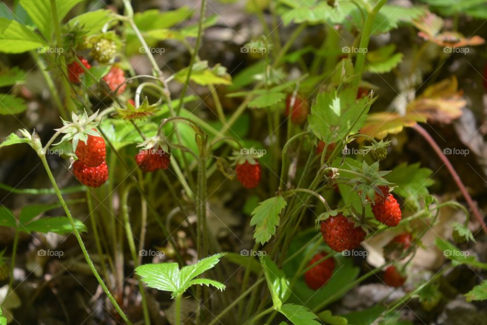 forest strawberries