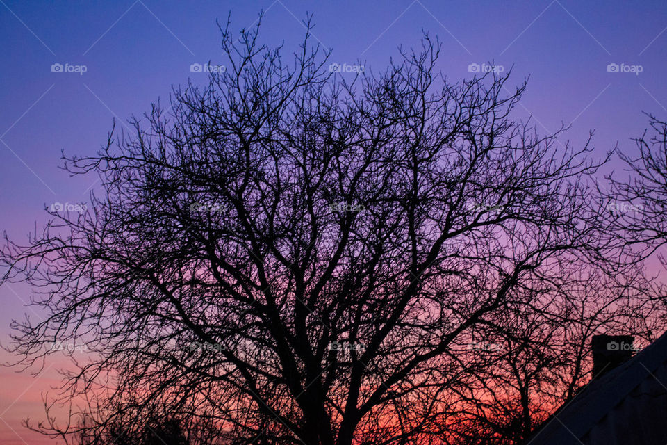 Sunset and the tree 