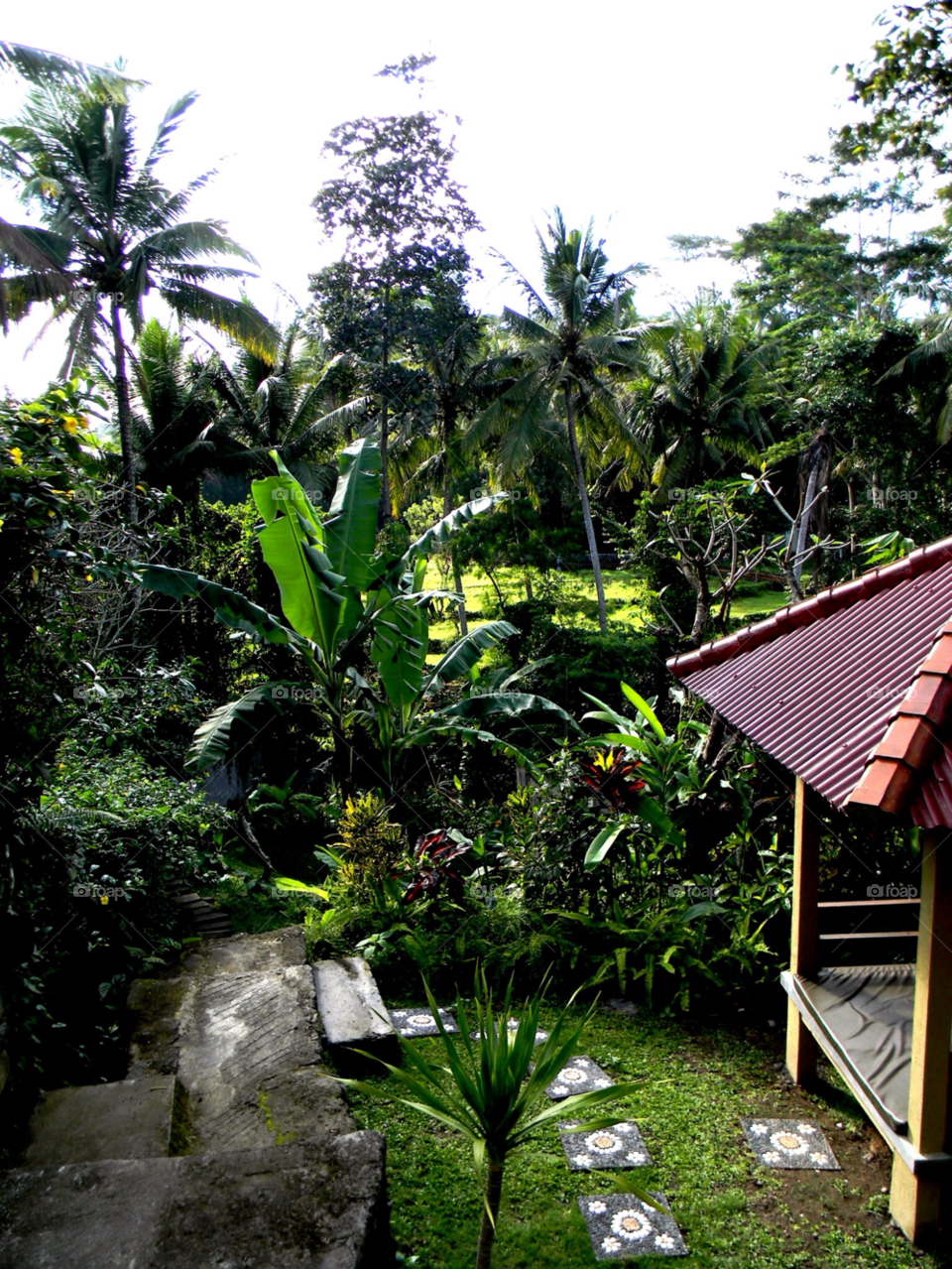 vegetation palm trees exotic bungalow by brunhilda