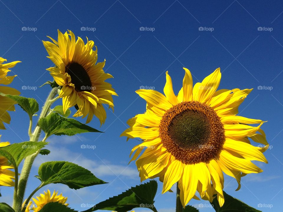 Sunflowers growing 