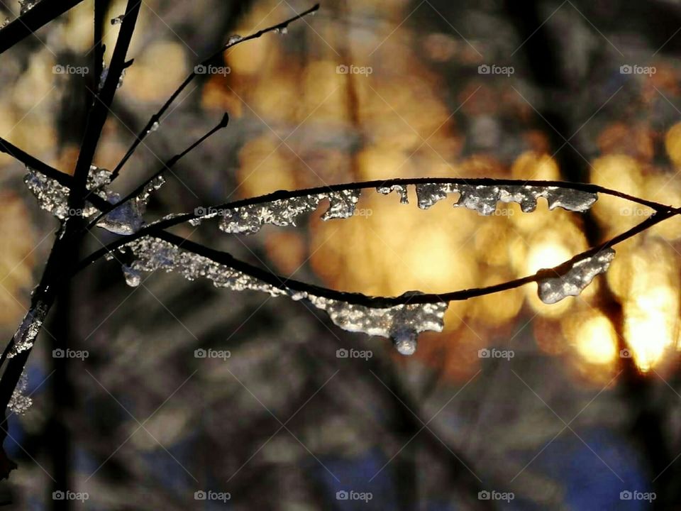 Icy branch at sunset