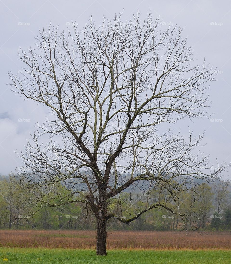 Lone tree