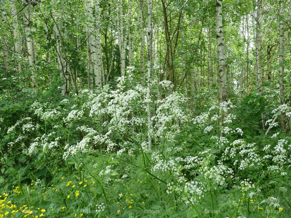 June flowers of summer