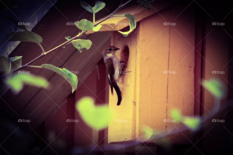Bird
