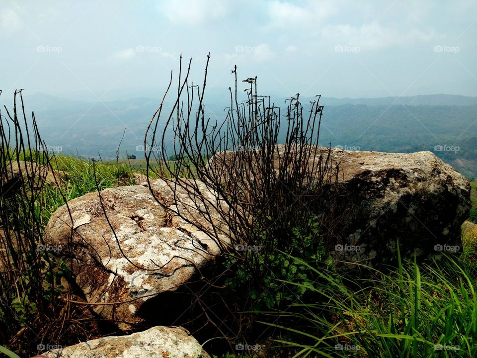 dry grass