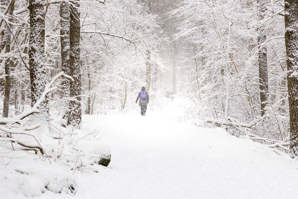 Walking in the forest when it’s snowing 