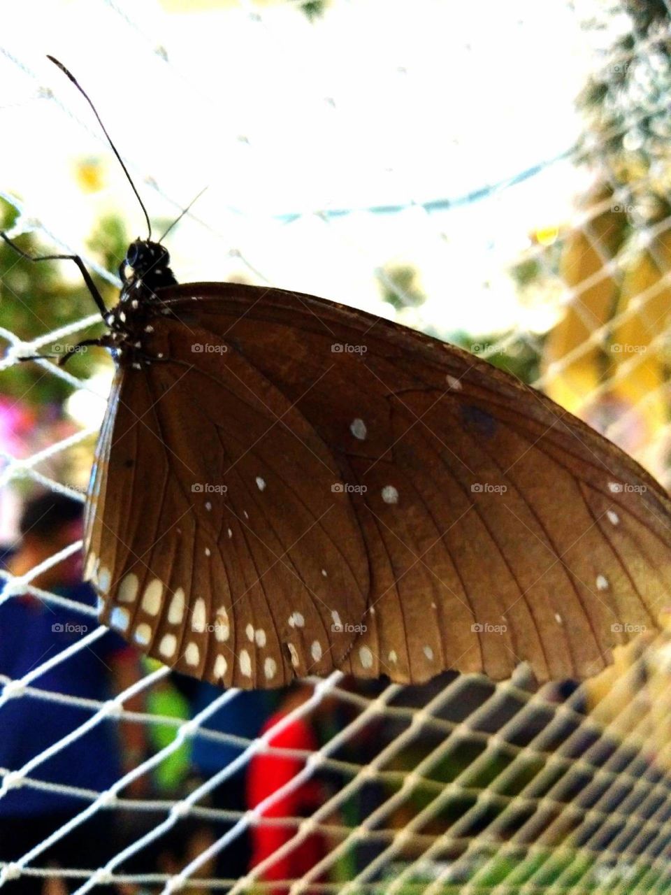 Brown butterfly.