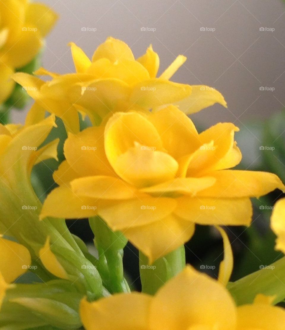 Yellow Kalanchoe