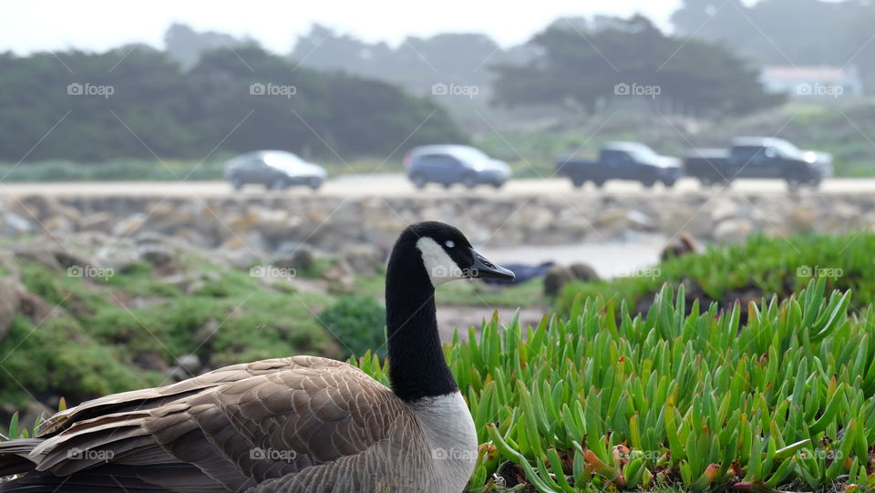 Beautiful goose