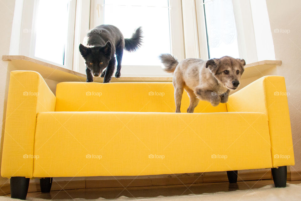 Two dogs jumping from the sofa