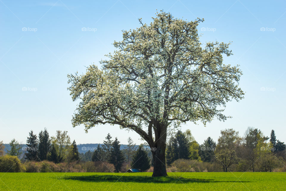 apple tree in spring