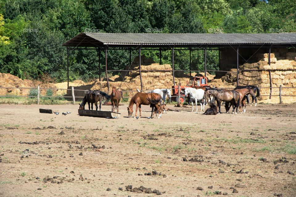 Horse on a farm.Sun and nature