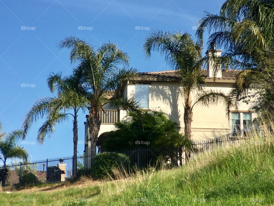 House with palm trees 