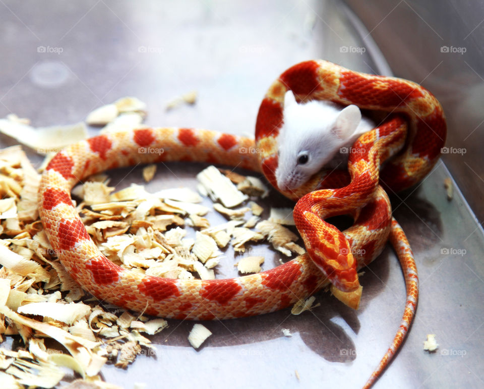Corn snake eating mouse