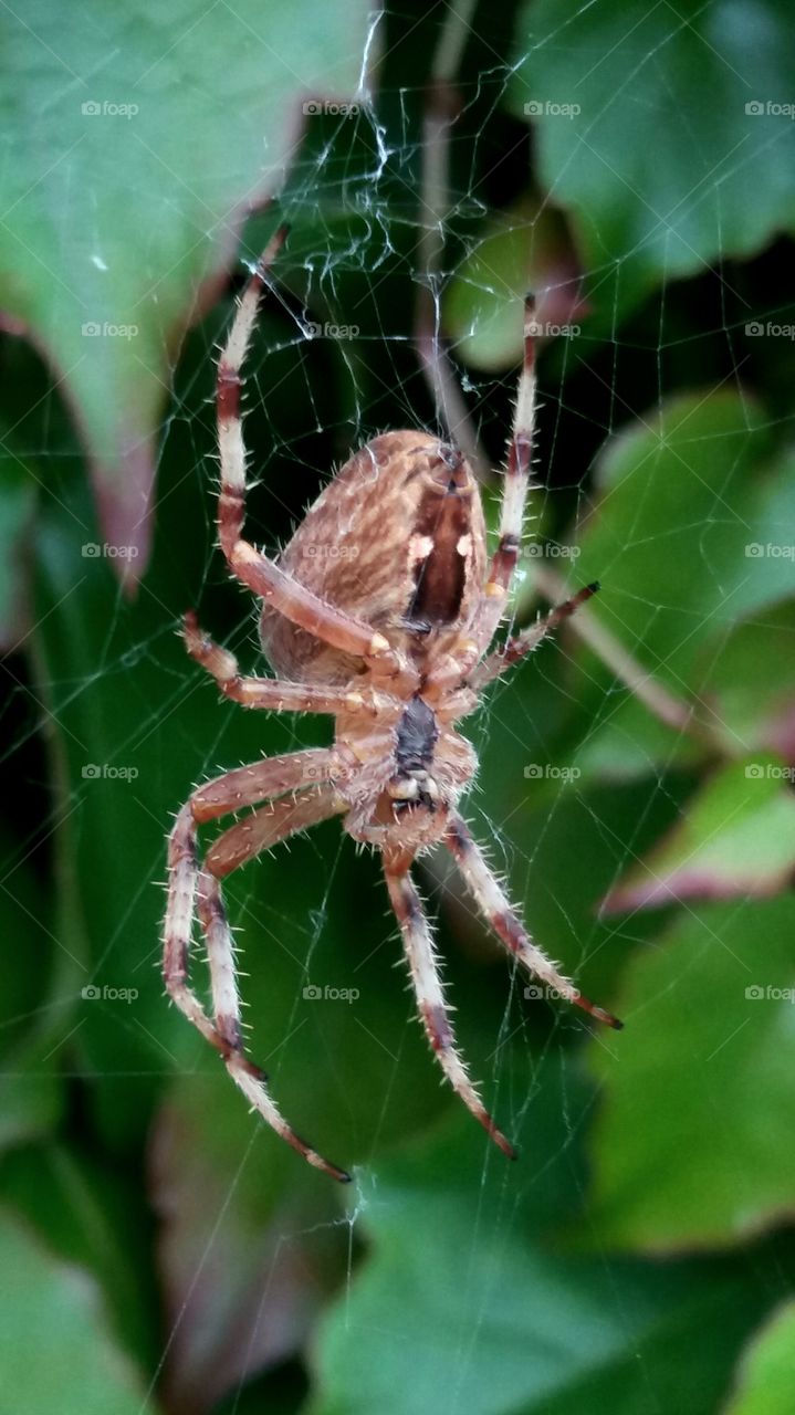 Spider in fall