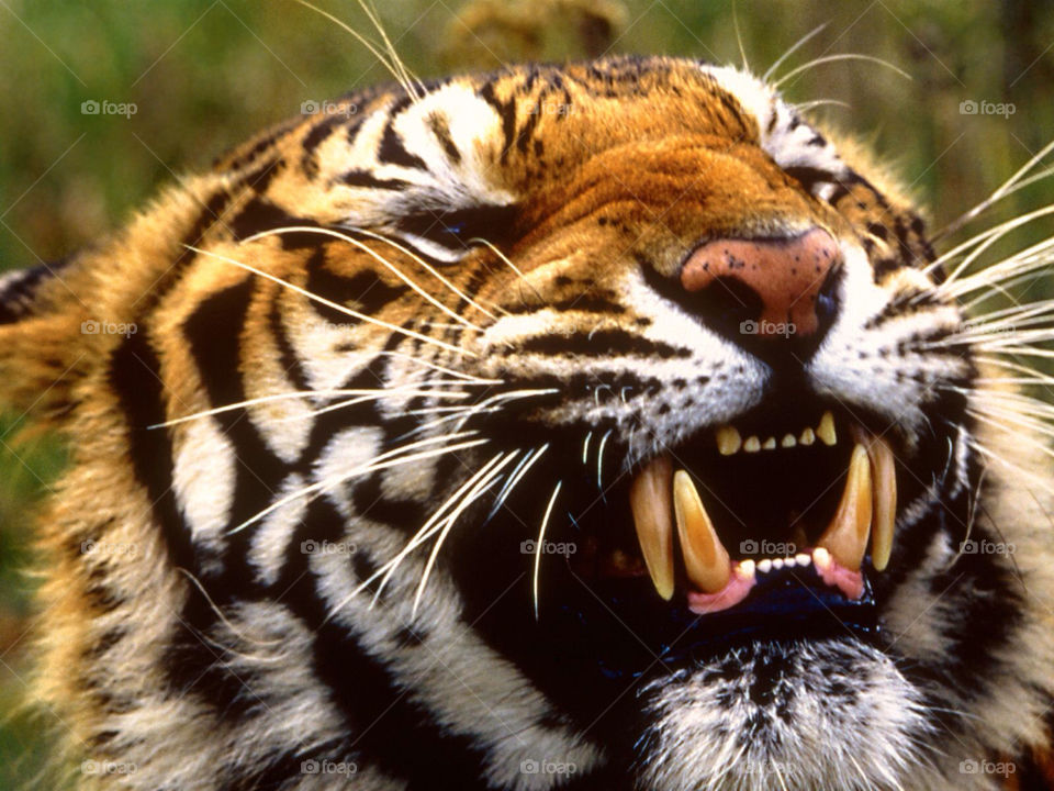 the original royal bengal tiger! strengthen teeth of tiger. bangladesh by princenazrul