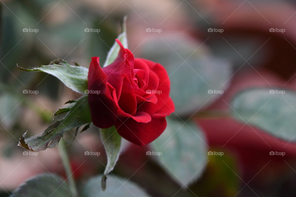 miniature red rose