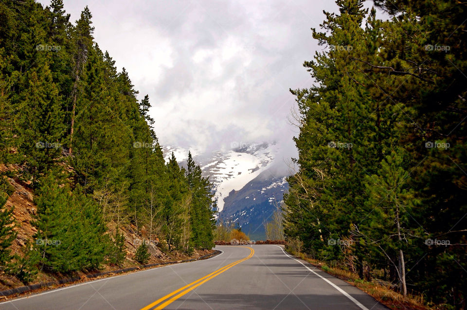 No Person, Road, Tree, Wood, Outdoors